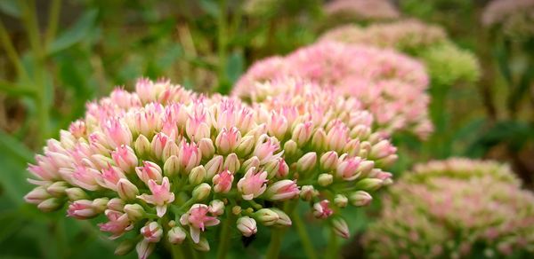 Close-up of pink flowering plants