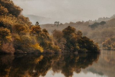 Trees by lake against sky