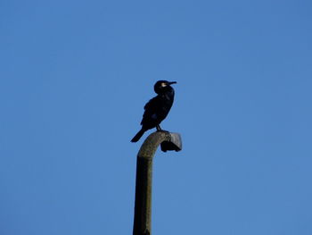 Low angle view of eagle perching on blue sky