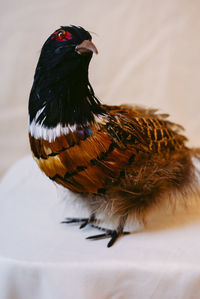 Close-up of a bird