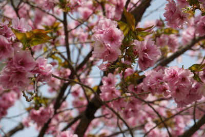 Close-up of cherry blossom