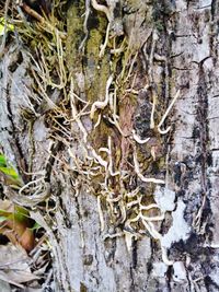 Full frame shot of tree trunk