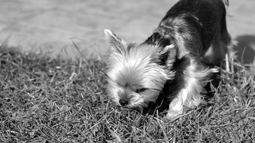 Close-up of dog