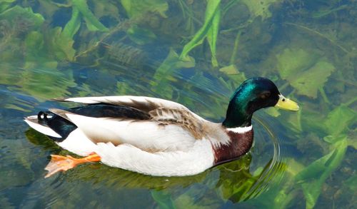 Side view of duck swimming on lake