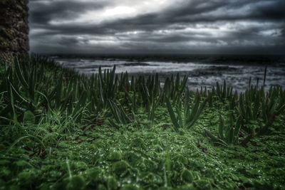 Scenic view of field against cloudy sky