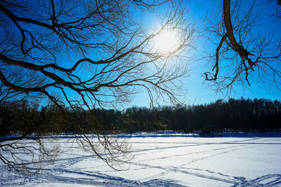 Bare trees on snow field against clear blue sky