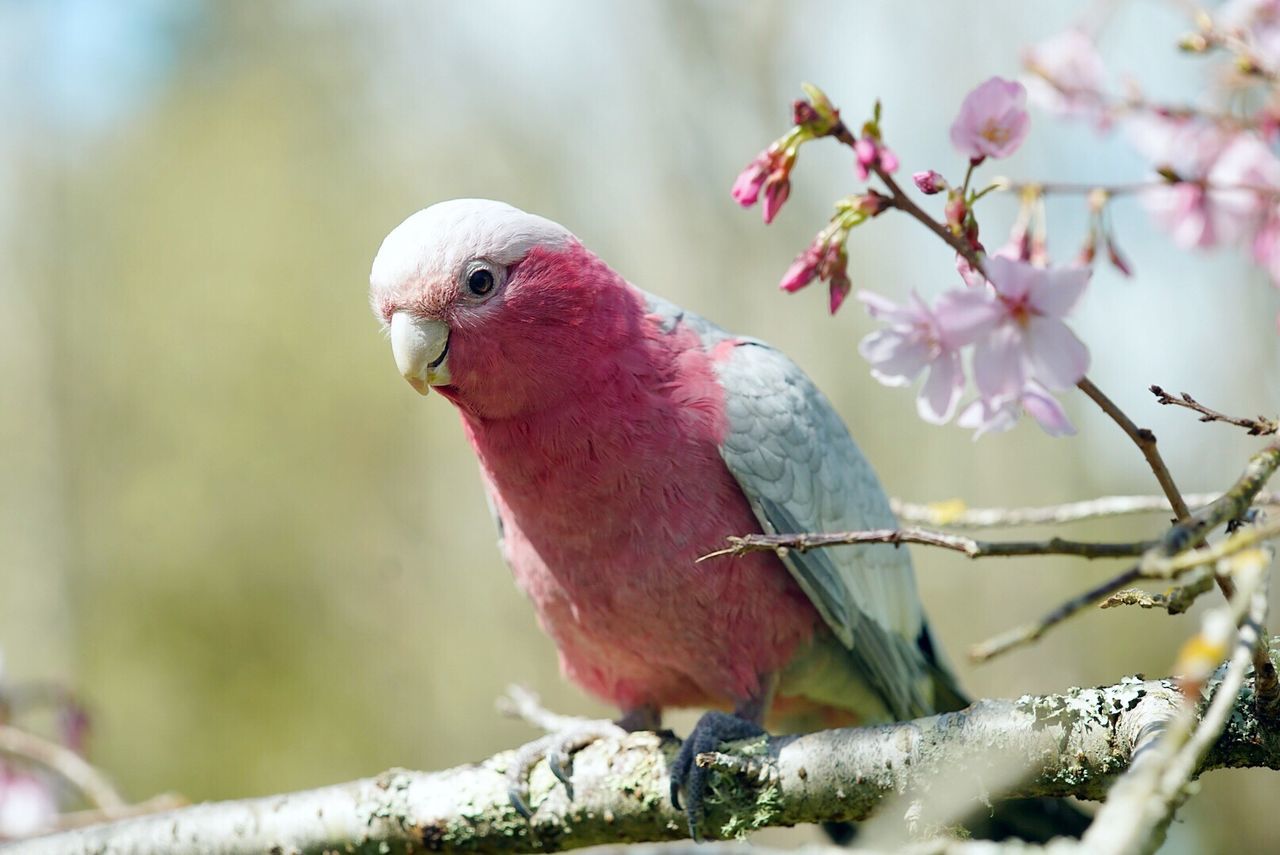 bird, one animal, nature, branch, tree, pink color, perching, beauty in nature, animals in the wild, animal themes, close-up, no people, animal wildlife, parrot, outdoors, day, cockatoo