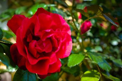 Close-up of red rose