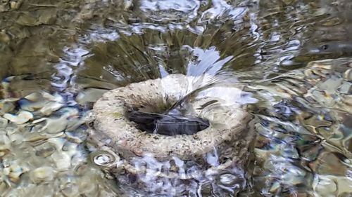 High angle view of turtle in water