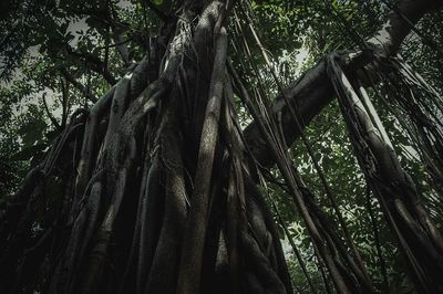 Low angle view of trees in the forest