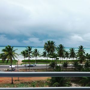 Palm trees on beach against sky