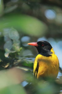 A black hooded oriole perching on a tree in indian rainforest in summertime