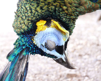 Close-up of parrot