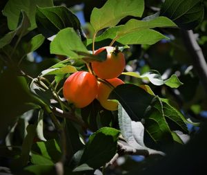 Close-up of fruits on tree