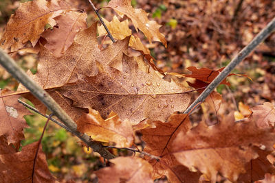 Close-up of dried maple leaves on land