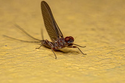 Close-up of insect