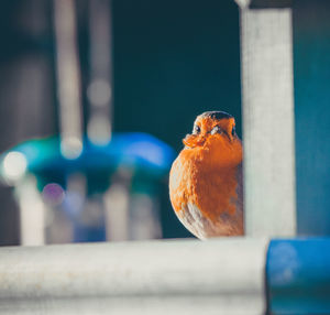 Close-up of bird perching