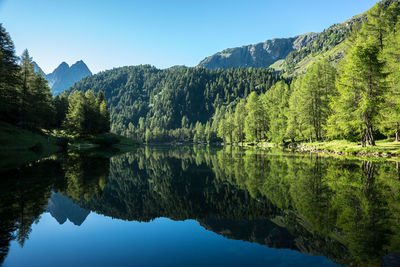 Scenic reflection of trees in calm lake