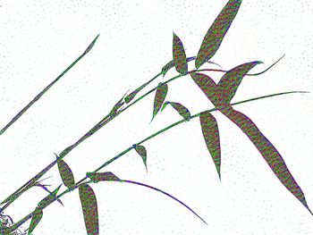 Close-up of plant against wall