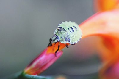 Close-up of butterfly pollinating on flower