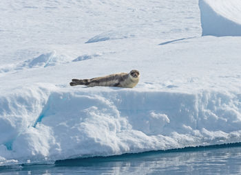 Harp seal enjoying the sun on the pack ice in the high artic