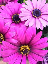 Close-up of pink flower