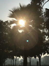 Low angle view of silhouette palm trees against sky