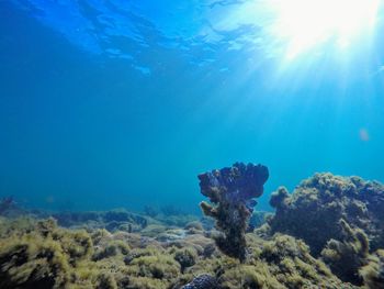 View of coral swimming underwater