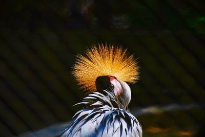 Close-up of bird