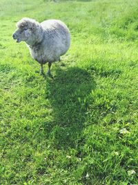 Sheep standing on field