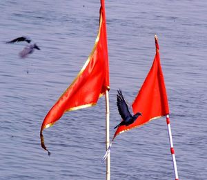 Bird flying over water