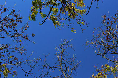 Low angle view of tree against blue sky
