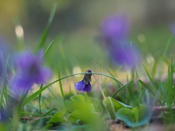 Close-up of purple crocus flowers on field