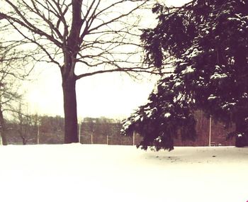 Bare trees on snow covered landscape