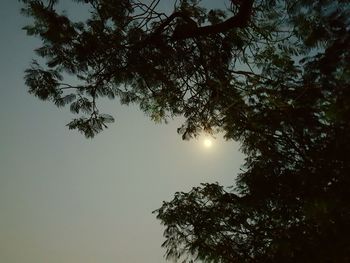 Low angle view of silhouette tree against sky