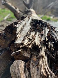 Close-up of tree trunk in forest