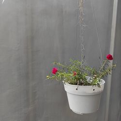 Close-up of potted plants against wall