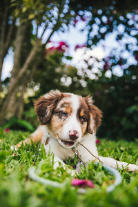 Portrait of dog on field