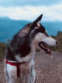 Close-up of dog looking away on land