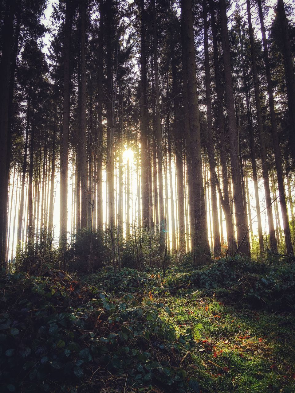 tree, tranquility, tree trunk, growth, forest, woodland, tranquil scene, nature, beauty in nature, scenics, landscape, field, non-urban scene, plant, sunlight, no people, outdoors, growing, day, branch