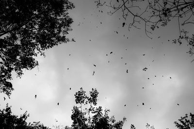 Low angle view of birds flying in sky