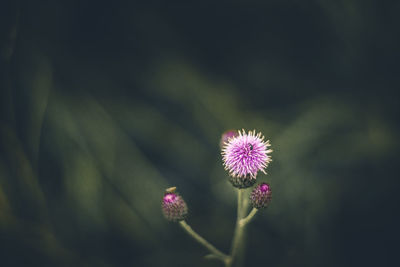 Close-up of flower blooming outdoors