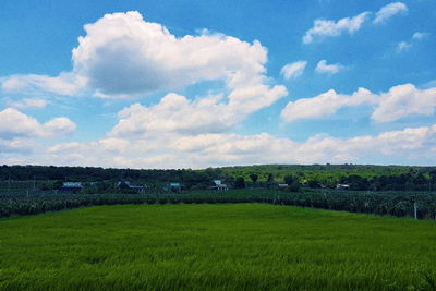 Scenic view of field against sky