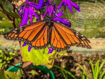 Close-up of butterfly pollinating on purple flower