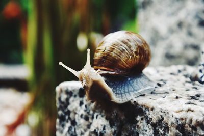 Close-up of snail on rock