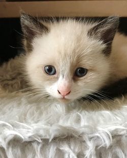 Close-up portrait of cat