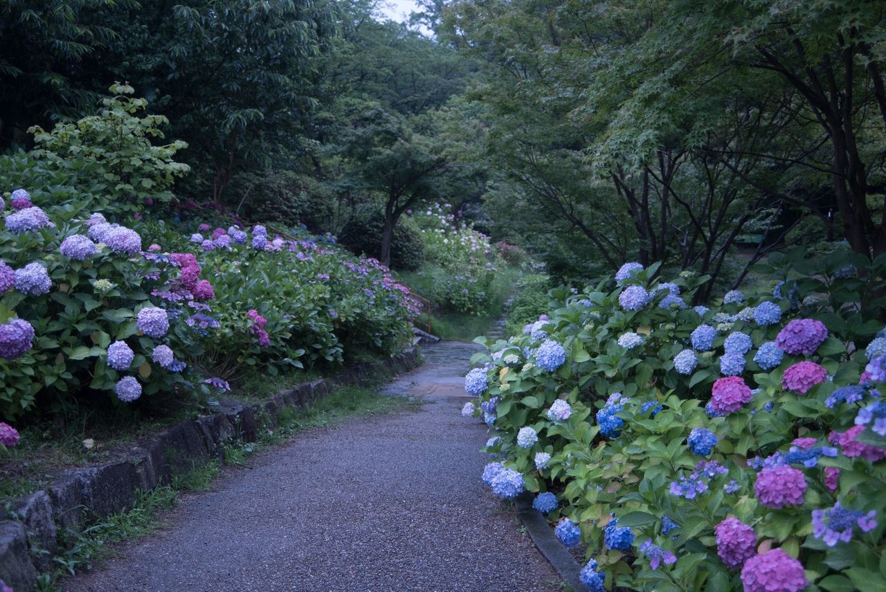 flower, growth, the way forward, tree, beauty in nature, nature, plant, freshness, transportation, road, diminishing perspective, tranquility, purple, footpath, fragility, tranquil scene, in bloom, green color, vanishing point, blooming