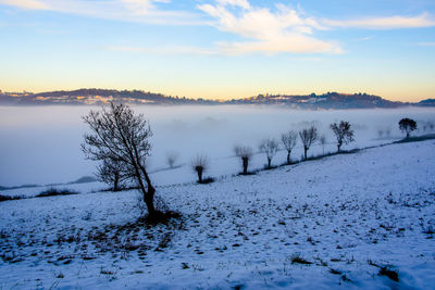 Silhouette of trees in the snow among the hills of sovizzo with fog at sunset in vicenza, italy