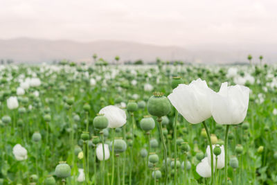 Close-up of white flowering plants on field