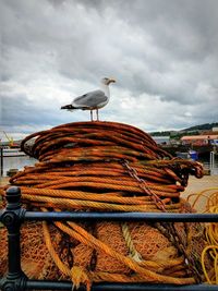 Seagull on fisherman's orange rope at the seaside 